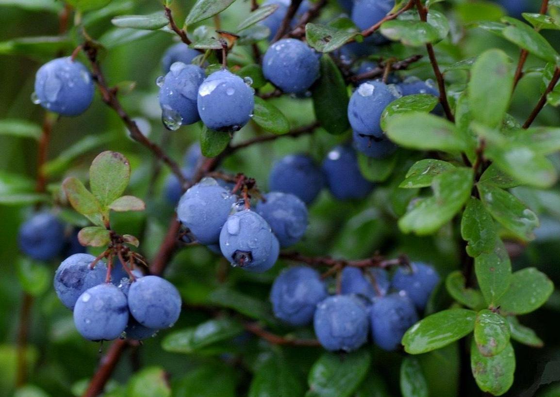 蓝莓