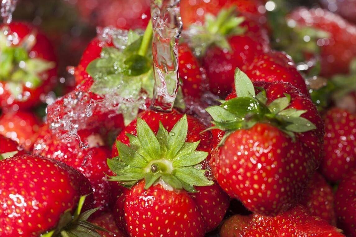 草莓